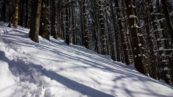Télen Hóval Borított Természet Hegyek Erdők Szlovákia — Stock Fotó