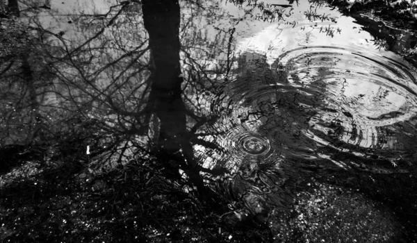 Baumsilhouette Wasser Mit Wellen — Stockfoto