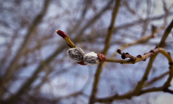 Floración Del Árbol Primavera Rama Del Sauce Wkith Catkins Las — Foto de Stock