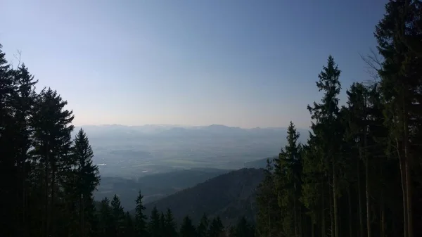 Arka Planda Bulutlu Vadi Ile Ladin Ağaçlarının Panoramik Görünümü — Stok fotoğraf