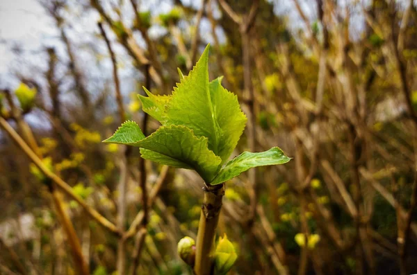 Hojas Verdes Rama Bosque — Foto de Stock