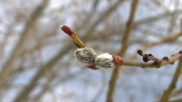 Floración Del Árbol Primavera Rama Del Sauce Wkith Catkins Las — Foto de Stock