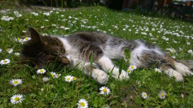 çiçekler içinde şirin kedi