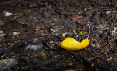 Ormanda yerde sarı yaprak
