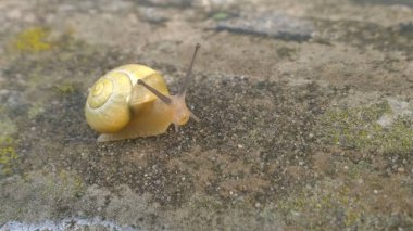 Snail in the nature. Slovakia clipart
