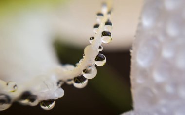 bir ağaç üzerinde su damlaları