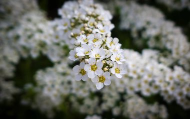 Bahçede bahar çiçekleri