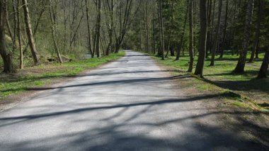 Ormanda sihirli ağaçlar ve yollar. Slovakya