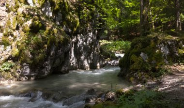 Ormanda güzel bir şelale