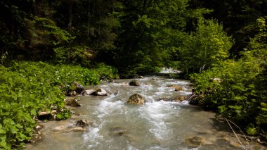 Ormanda güzel bir şelale