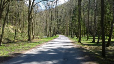 Ormanda sihirli ağaçlar ve yollar. Slovakya