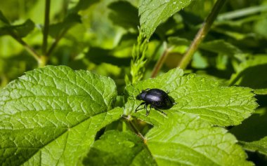 Yeşil yaprakta tomurcuk