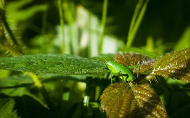 Yeşil yaprakta tomurcuk