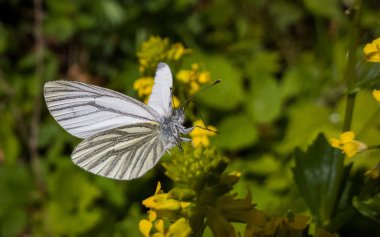 Çiçekteki güzel kelebek