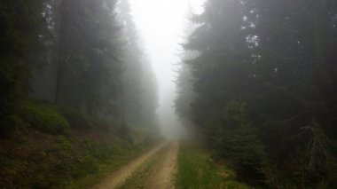 Ormanda sihirli ağaçlar ve yollar. Slovakya