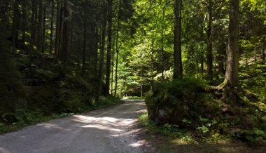 Ormanda sihirli ağaçlar ve yollar. Slovakya