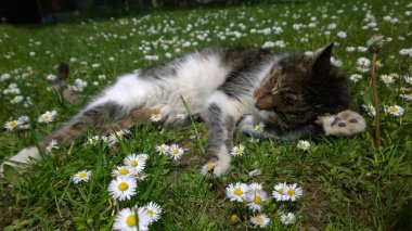 çiçekler içinde şirin kedi