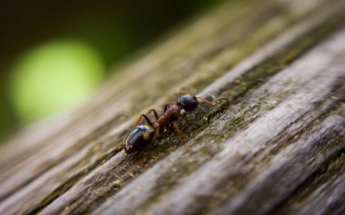 ağaç üzerinde karınca yakın