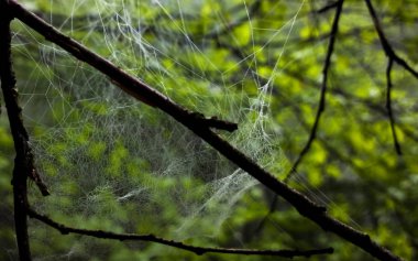 Ormandaki örümcek ağı 
