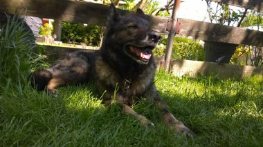 köpek çimenlerde yalan 