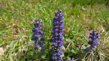 doğada güzel çiçekler