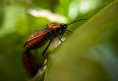 Yeşil yaprak üzerinde arı