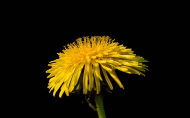 Siyah arkaplanda karahindiba