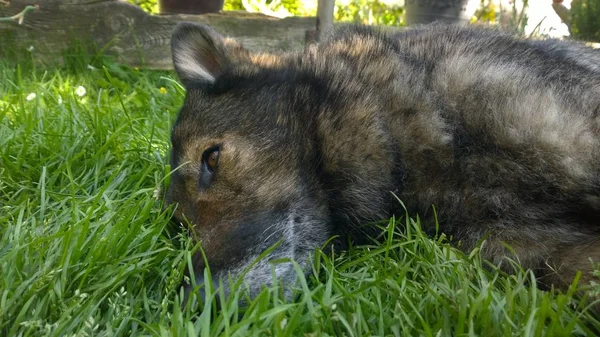 草で横たわっている犬 — ストック写真