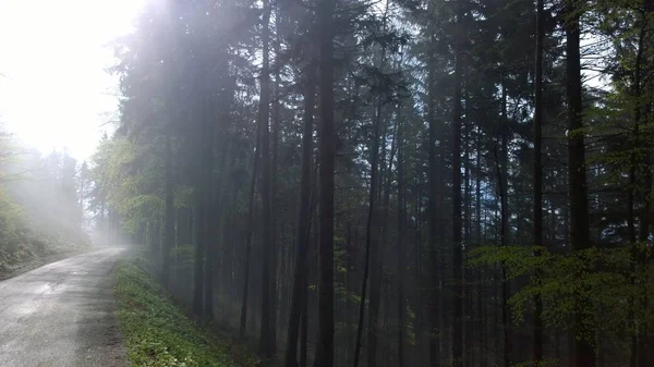 Zauberwald Nebel Slowakei — Stockfoto