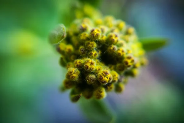 Fleur Verte Dans Jardin — Photo