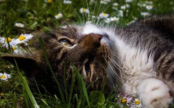 cute cat  in the flowers