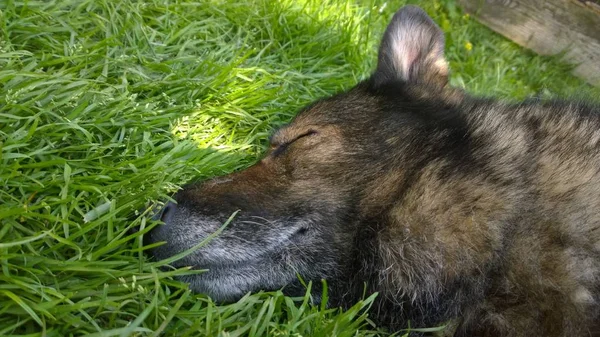 Cão Deitado Grama — Fotografia de Stock