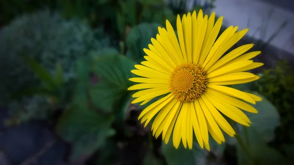 Жовта Квітка Саду Крупним Планом — стокове фото