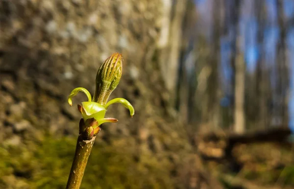 Grön Och Gul Blomma — Stockfoto