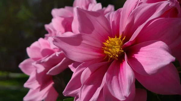 Doğada Güzel Çiçekler — Stok fotoğraf