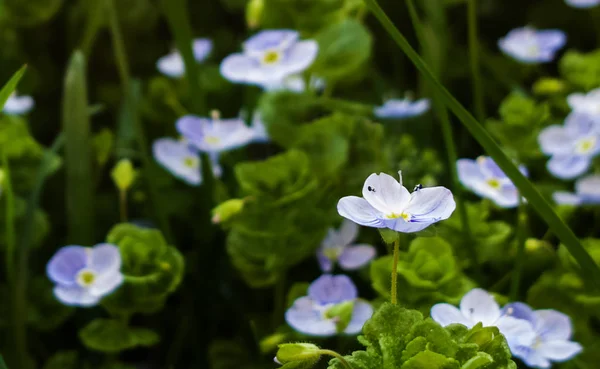 Schöne Sommerliche Wildblumen — Stockfoto