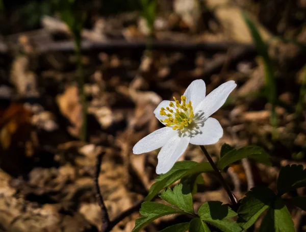 Flor Branca Floresta — Fotografia de Stock