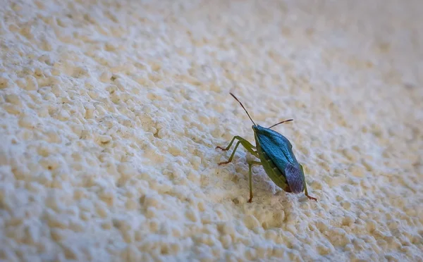 Kleine Zwarte Bug Grond — Stockfoto