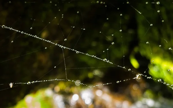 Павутина Після Дощу — стокове фото