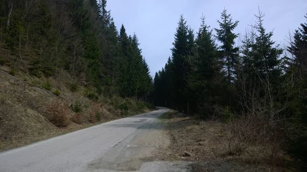 Arbres Magiques Sentiers Dans Forêt Slovaquie — Photo