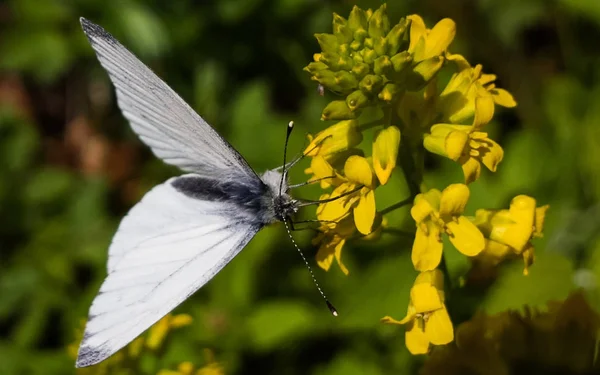 Schöner Schmetterling Auf Einer Blume — Stockfoto