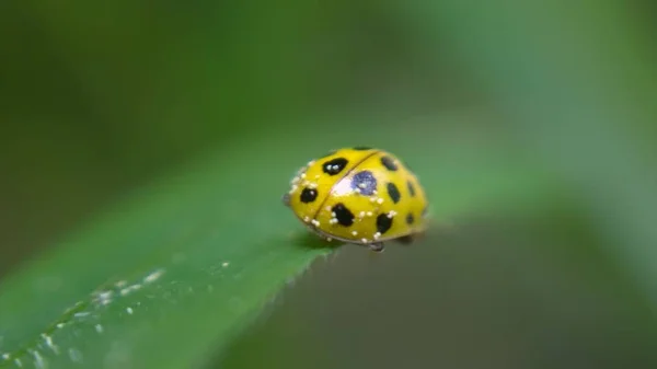 Ladybug Зеленой Траве — стоковое фото