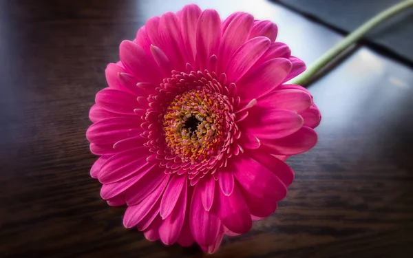 Rosa Blume Auf Einem Hölzernen Hintergrund — Stockfoto