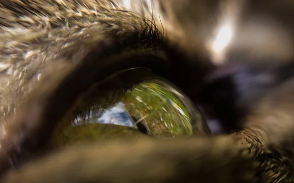 Retrato Hermoso Ojo Animal Salvaje — Foto de Stock