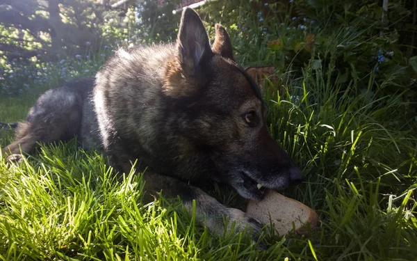 Ritratto Cane Che Mangia Pane — Foto Stock