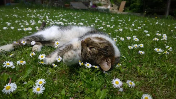 Çiçekler Içinde Şirin Kedi — Stok fotoğraf