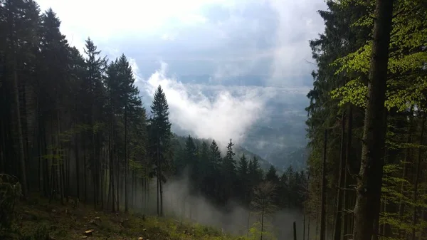Floresta Mágica Névoa Eslováquia — Fotografia de Stock