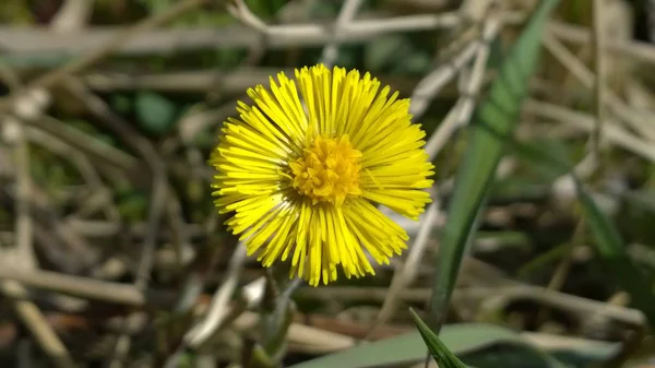 Żółty Kwiat Ogrodzie Zbliżenie — Zdjęcie stockowe