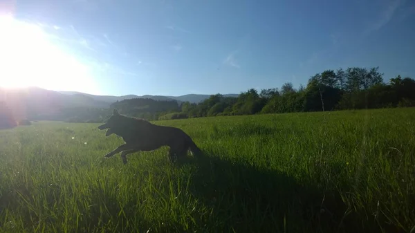 Hond Zomer Veld — Stockfoto