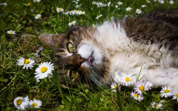 cute cat  in the flowers
